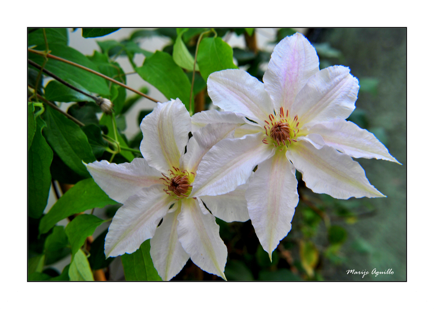 Estrella blanca