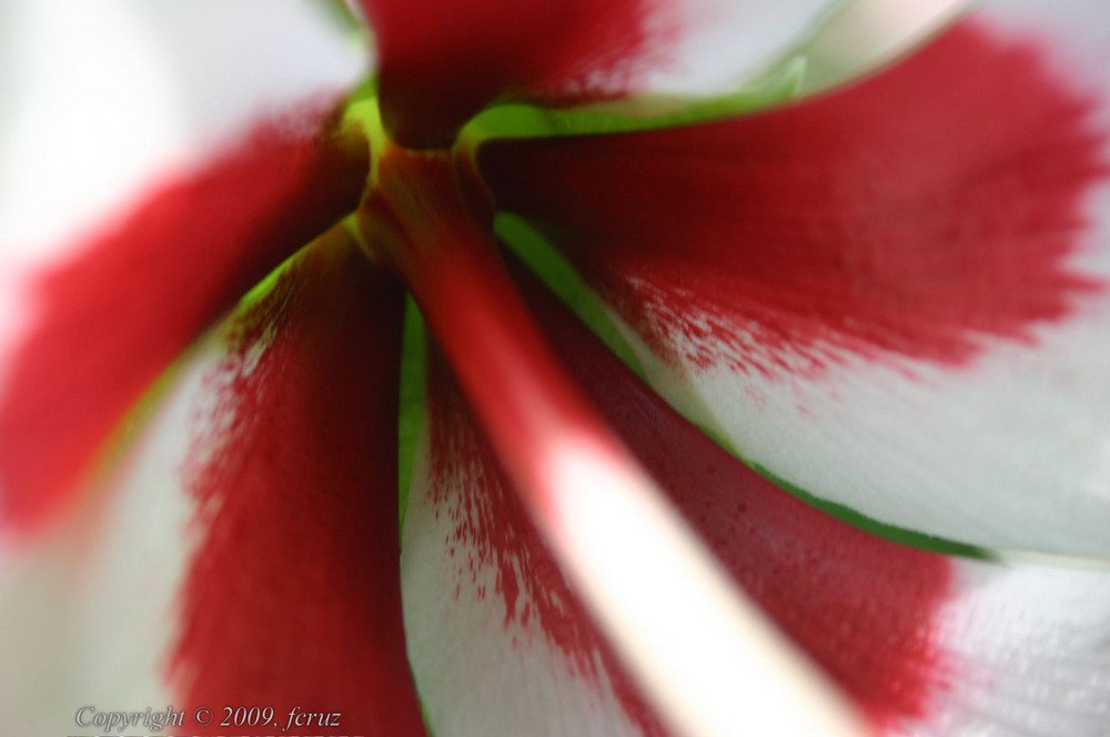 estrella de flor