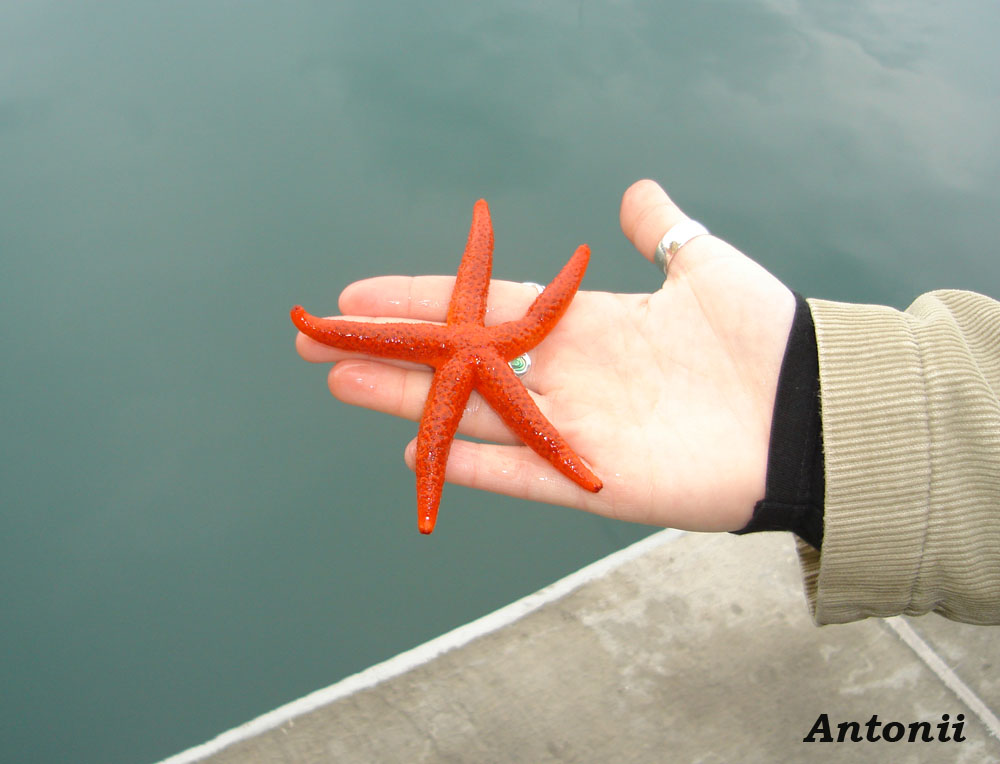 Estrella de mar, Apasionata