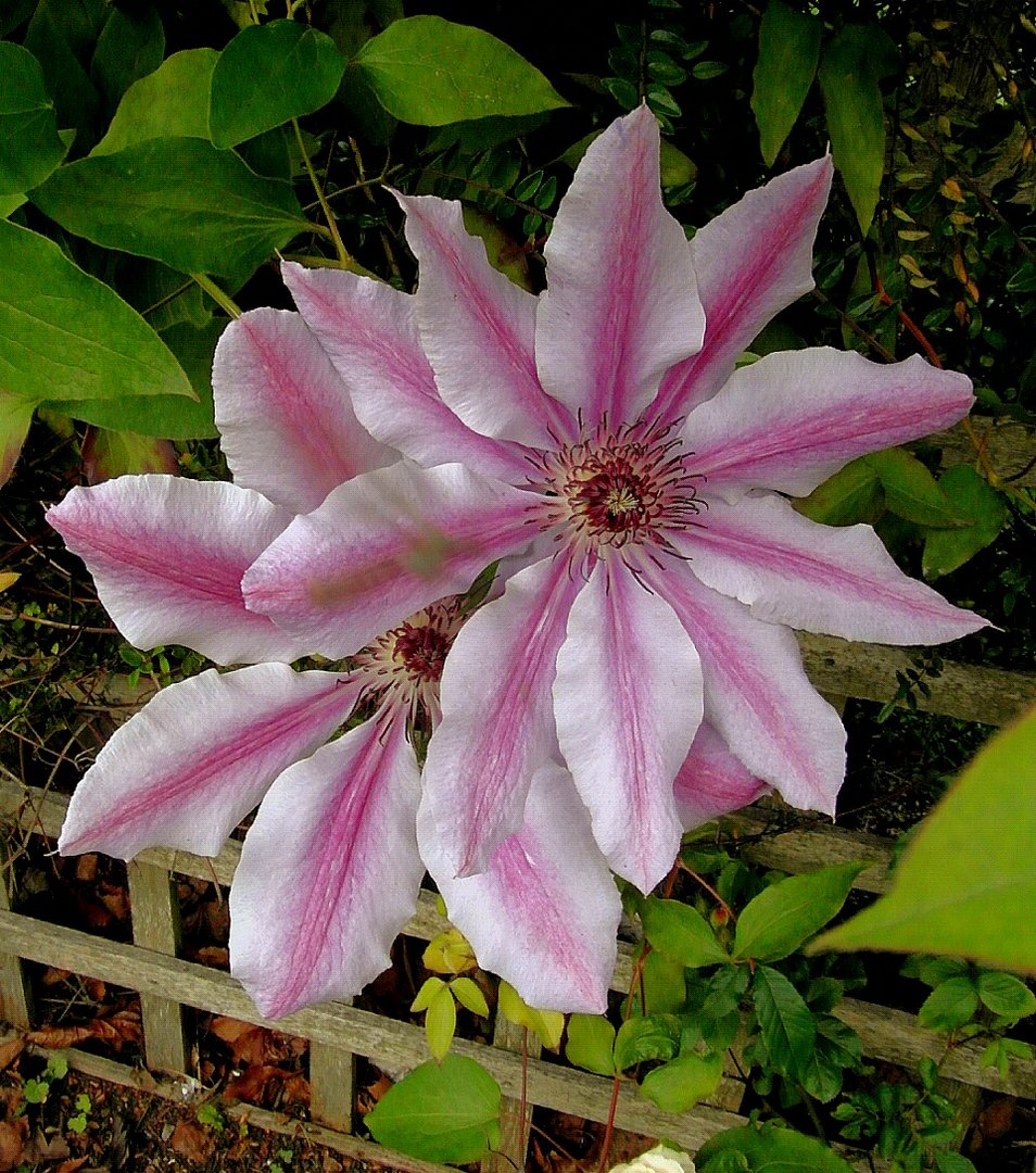 estrella floral