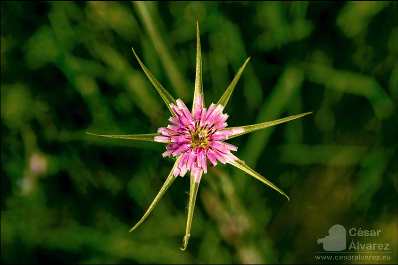 Estrellada