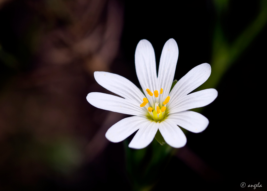 Estrellada (stellaria holostea)