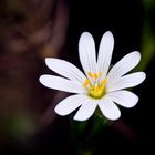 Estrellada (stellaria holostea)