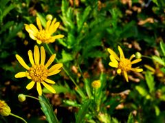 Estrellas amarillas