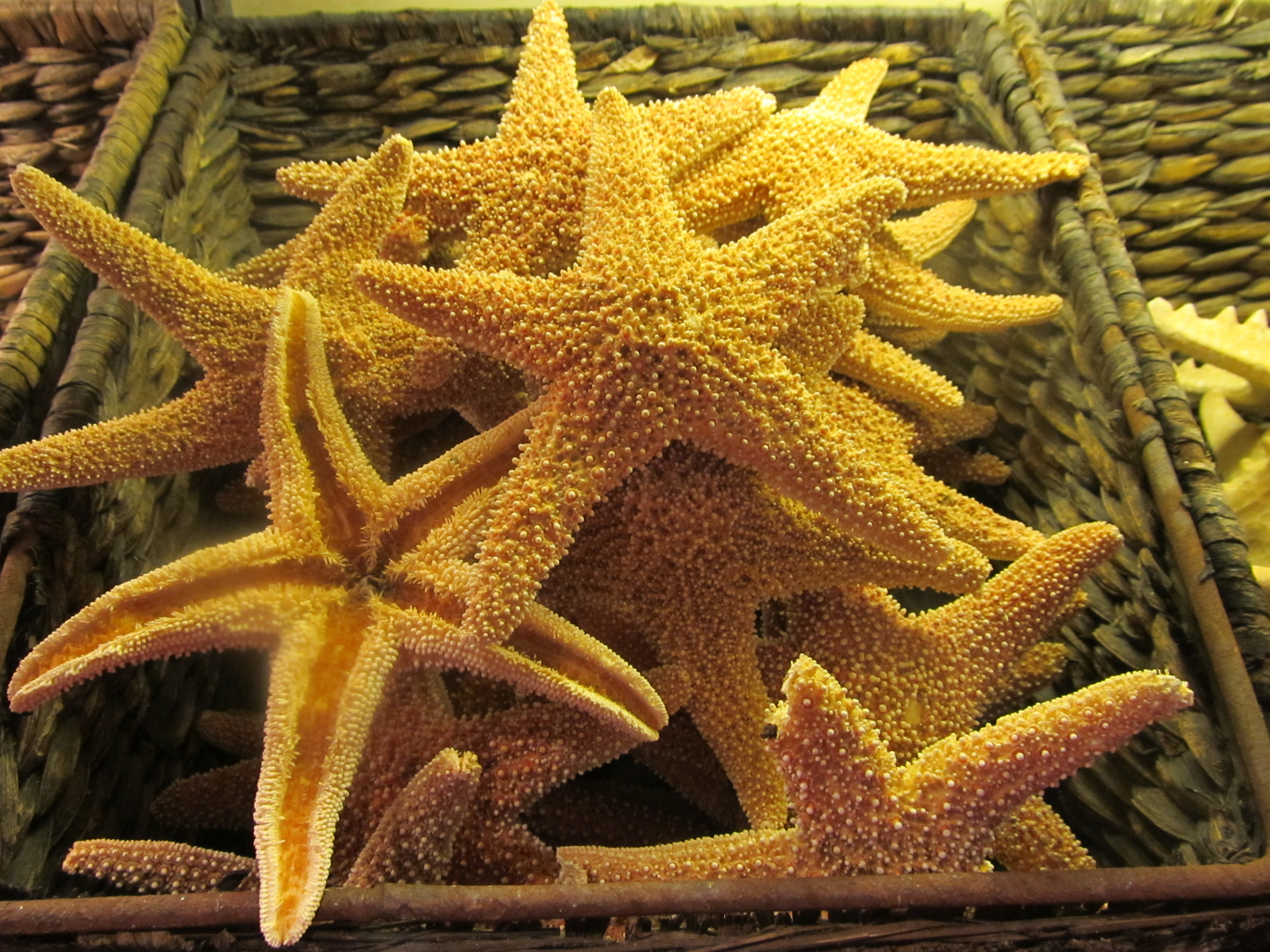 ESTRELLAS DE MAR