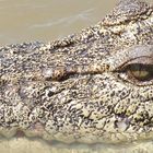 estuarine crocodile