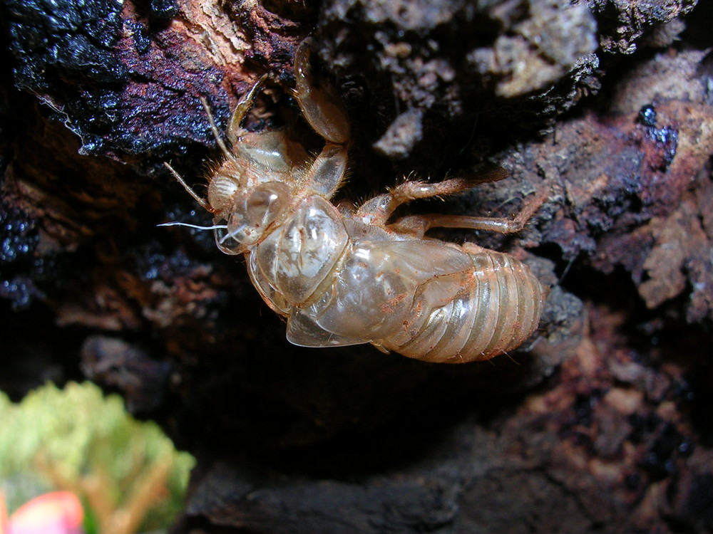 esuvia di Cicada