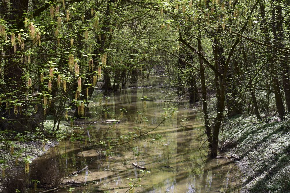 Et au milieu couleun ruisseau photo et image | nature, rivière sous