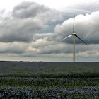 Et au milieu pousse une éolienne.