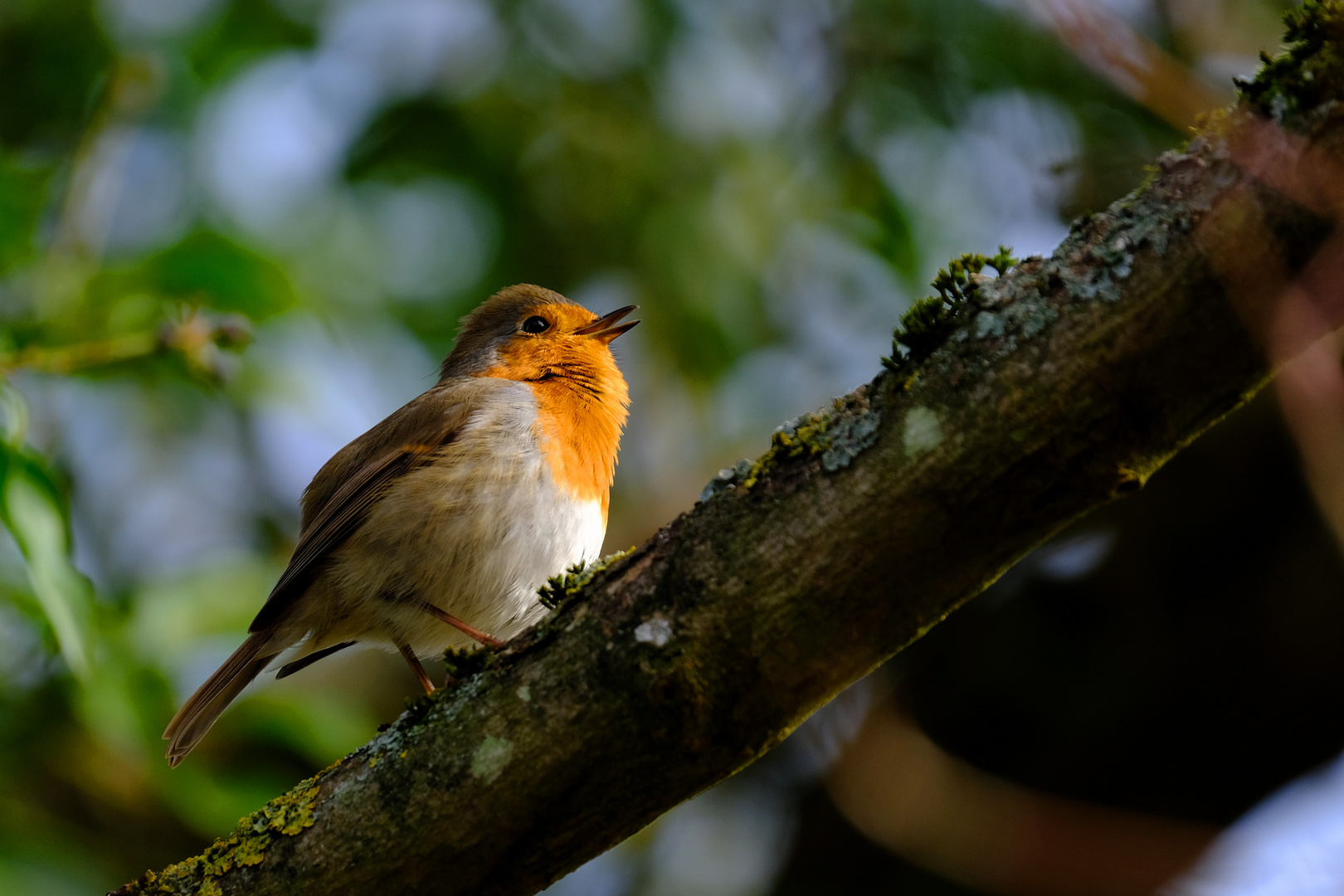 et chante , chante 