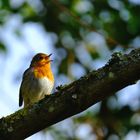 et chante chante  encore