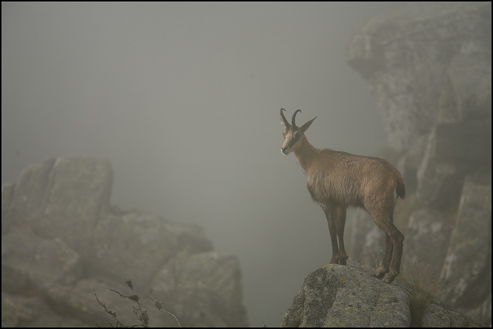 ....et dans la brume....