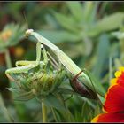 …et en plus elle se camoufle!…