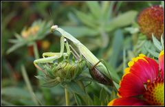 …et en plus elle se camoufle!…