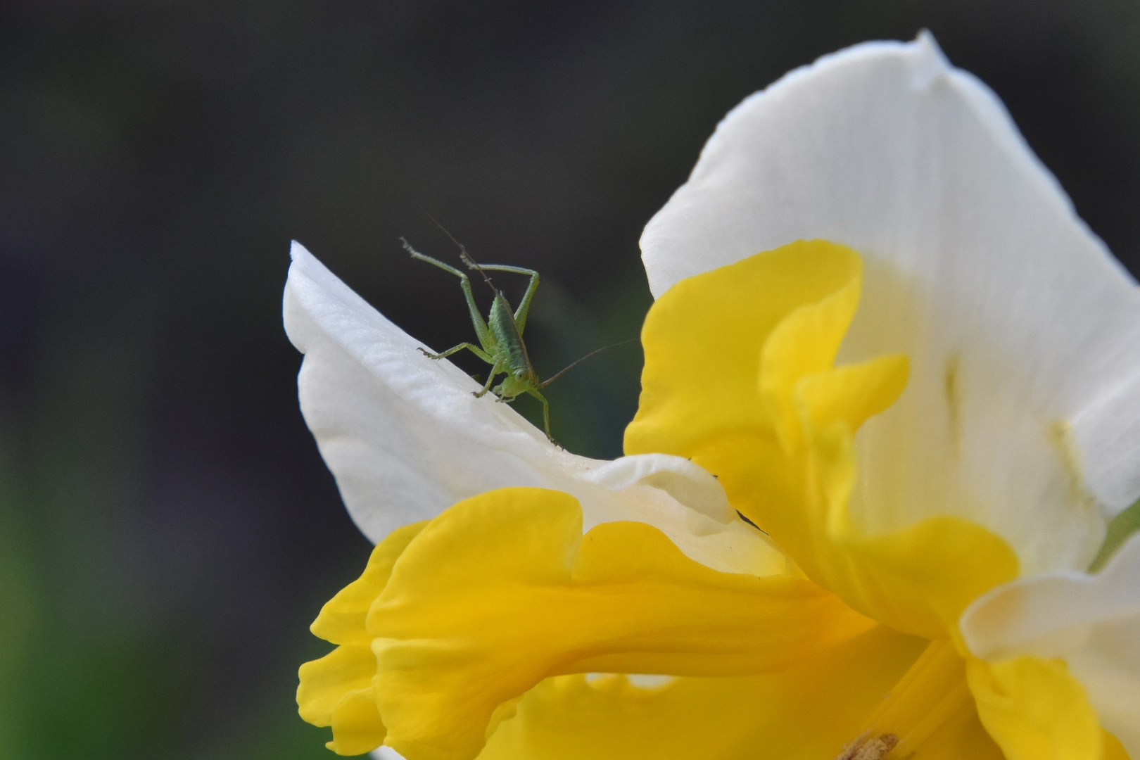 Et Hop, c'est le printemps...