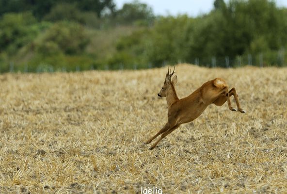 ET HOP TU NE POURRAS PAS ME PRENDRE BROCARD