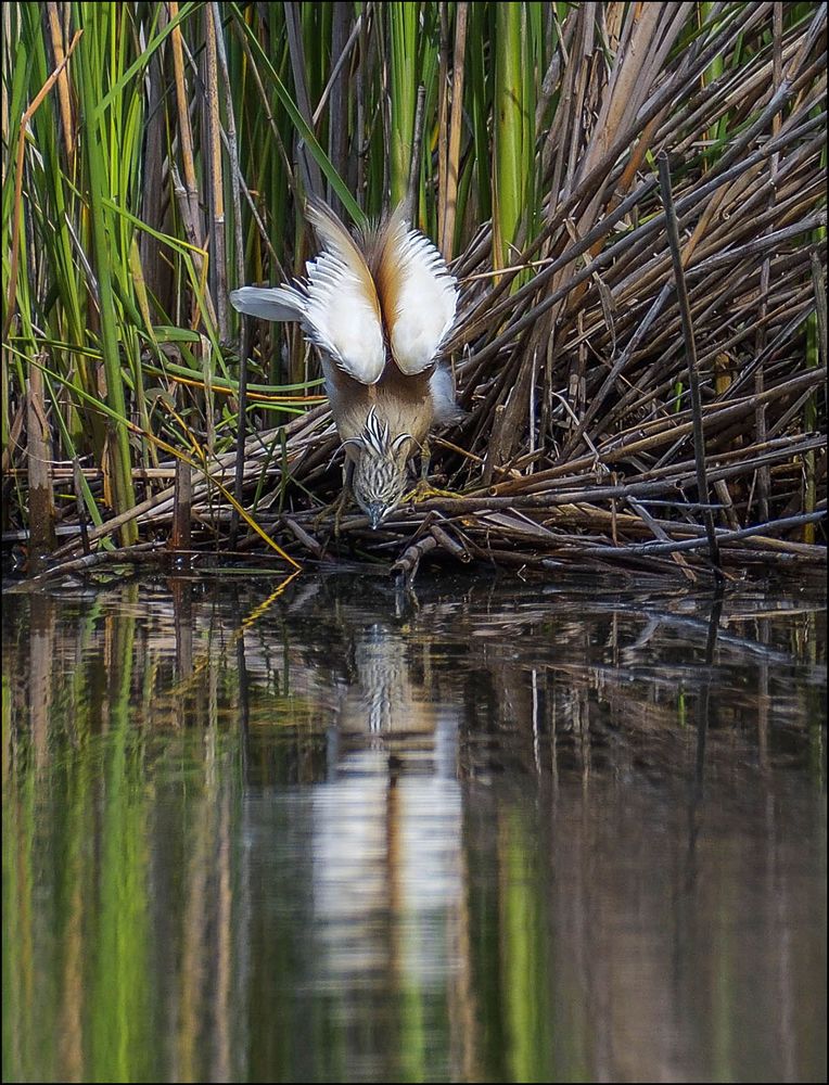 Et hop un bon bain!!!