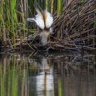 Et hop un bon bain!!!