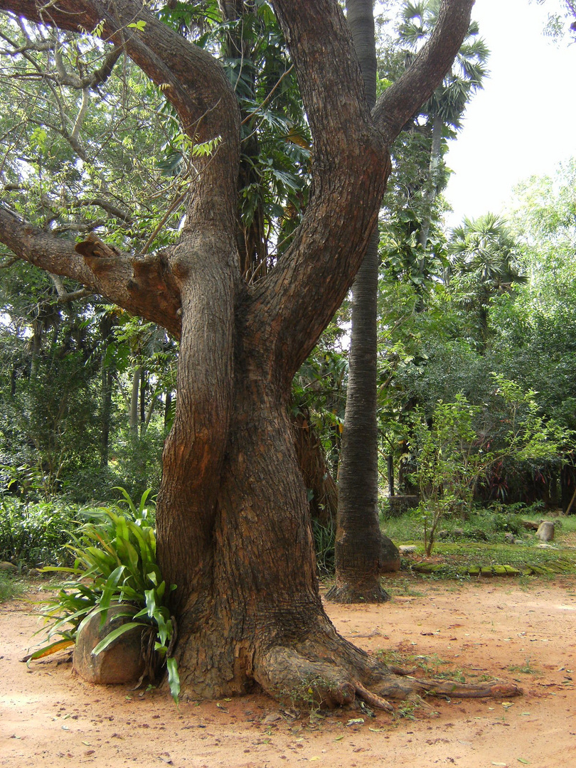 Et il a moins de 40 ans ! ... Comme tous les arbres d'Auroville