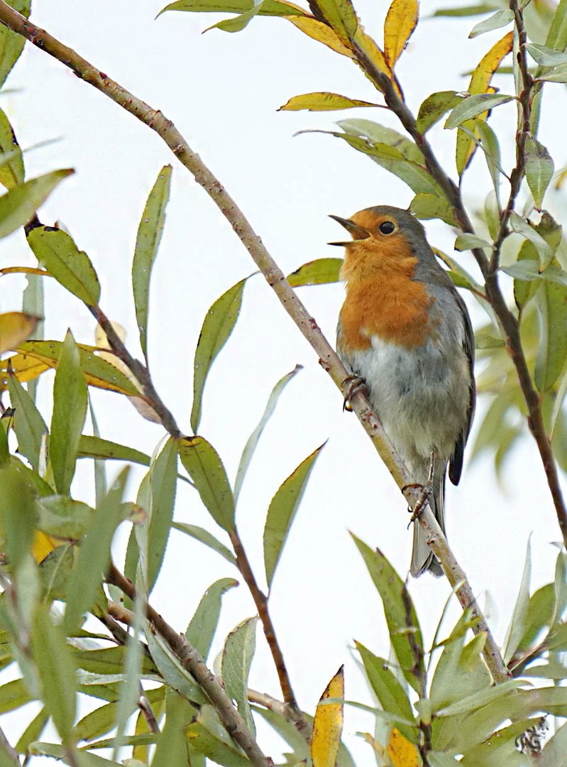 Et je chante toujours .....