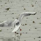 et je danse!!!!! danse!!! danse !!! jusqu'au bout de la nuit !!!! avec un grain de folie