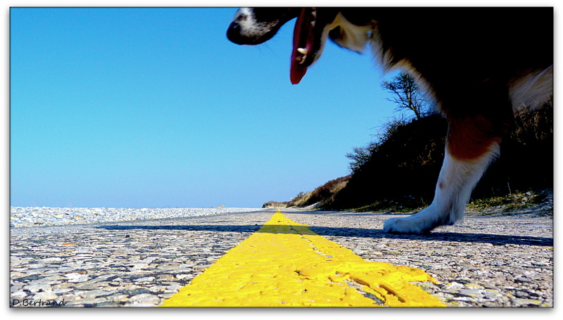 et juste à ce moment là, Ella a traversé la route...