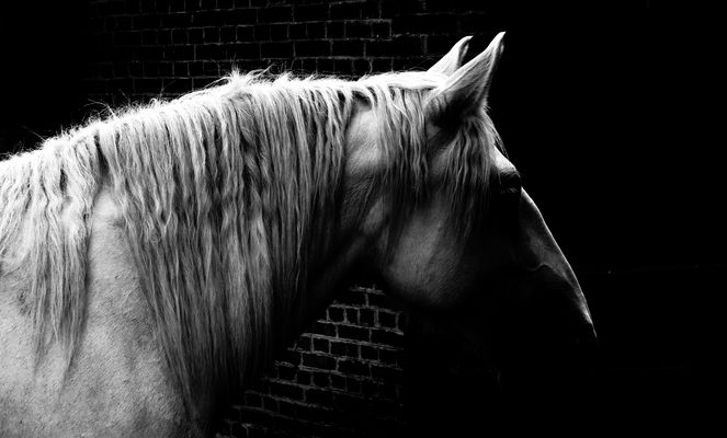 Et la lumière le dessina.