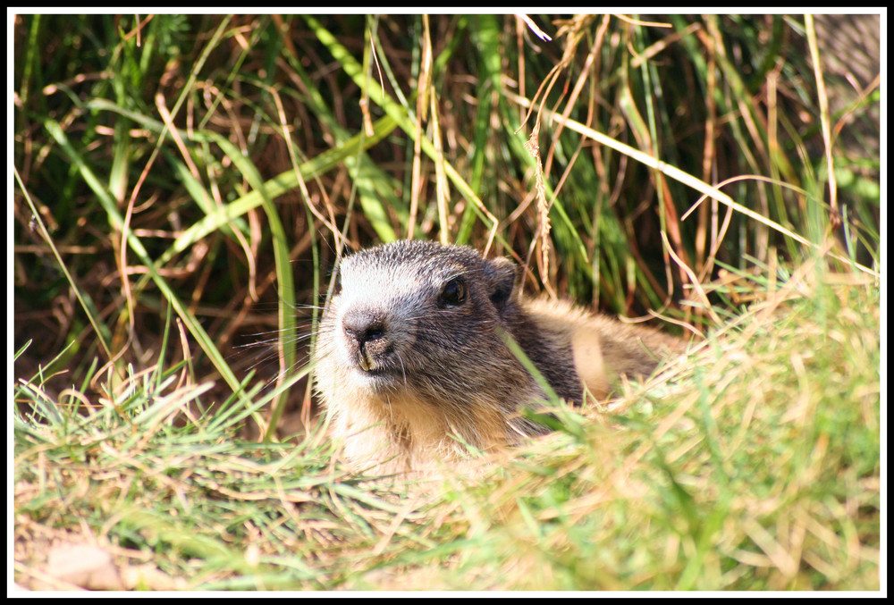 Et la marmotte met le chocolat dans le papier alu