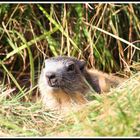 Et la marmotte met le chocolat dans le papier alu