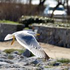 Et la mouette passe