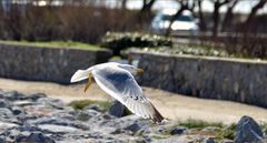 Et la mouette passe