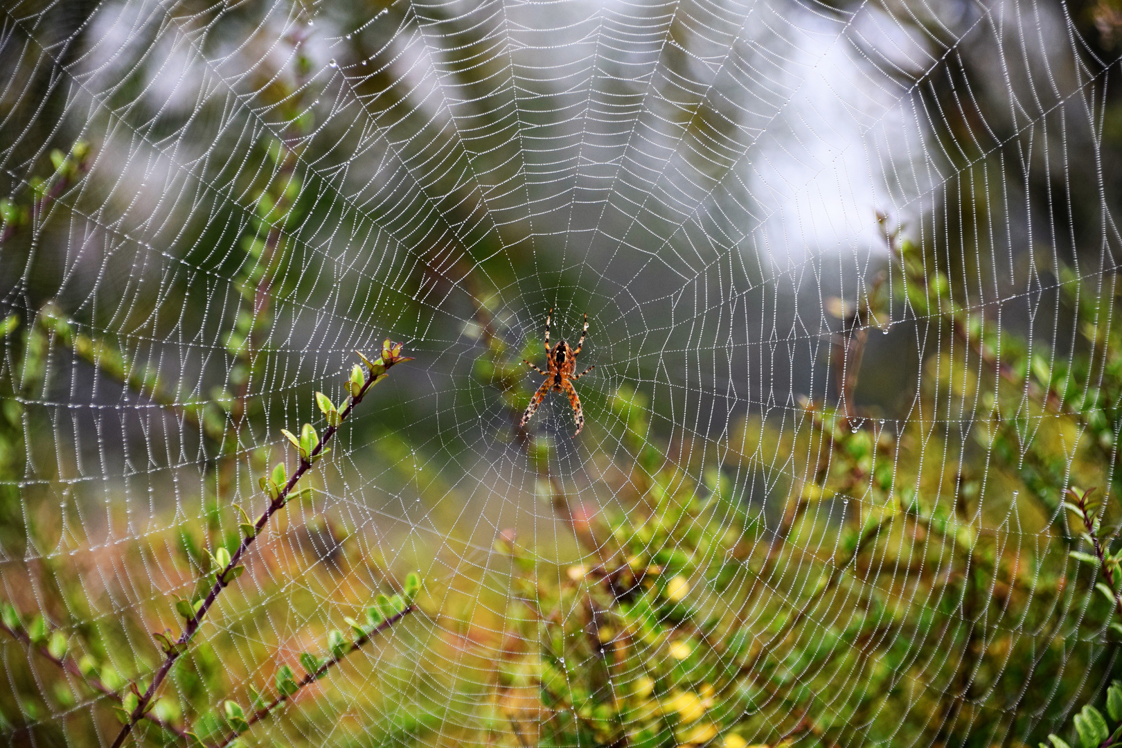 et l'araignée tisse sa toile 