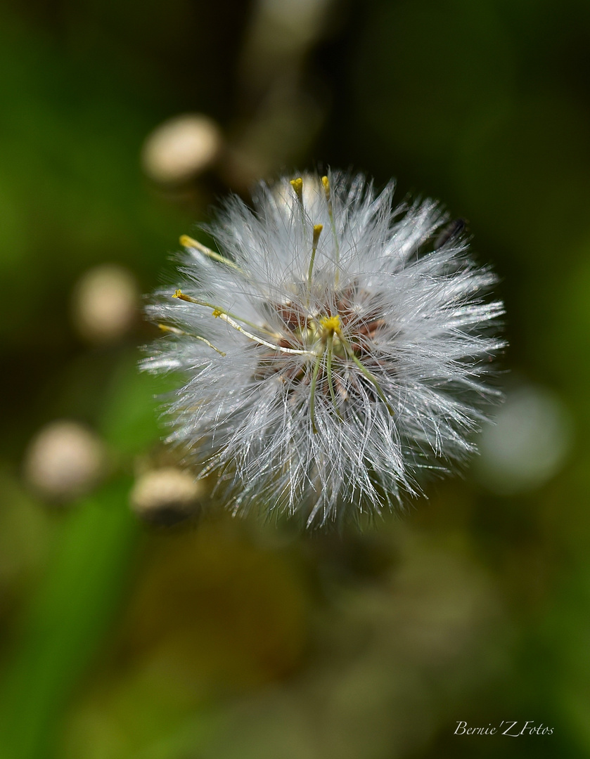 Et le vent soufflera.....