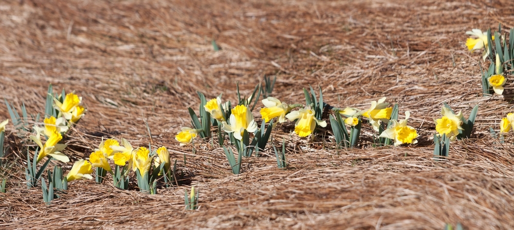 et les fleurs renaissent à nouveau sur ces gros chignons de paille (photo précédente