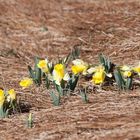 et les fleurs renaissent à nouveau sur ces gros chignons de paille (photo précédente