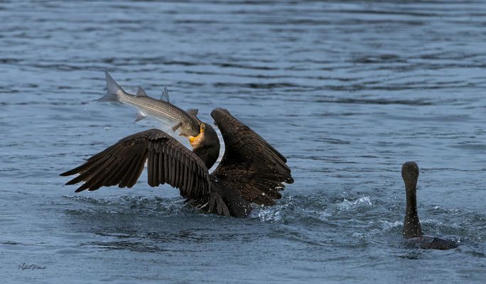 Et moi alors j'ai toujours rien!?