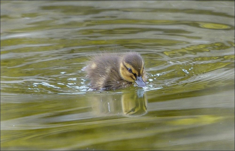 Et moi alors,j'suis tout seul!!!!Attendez-moi!!!