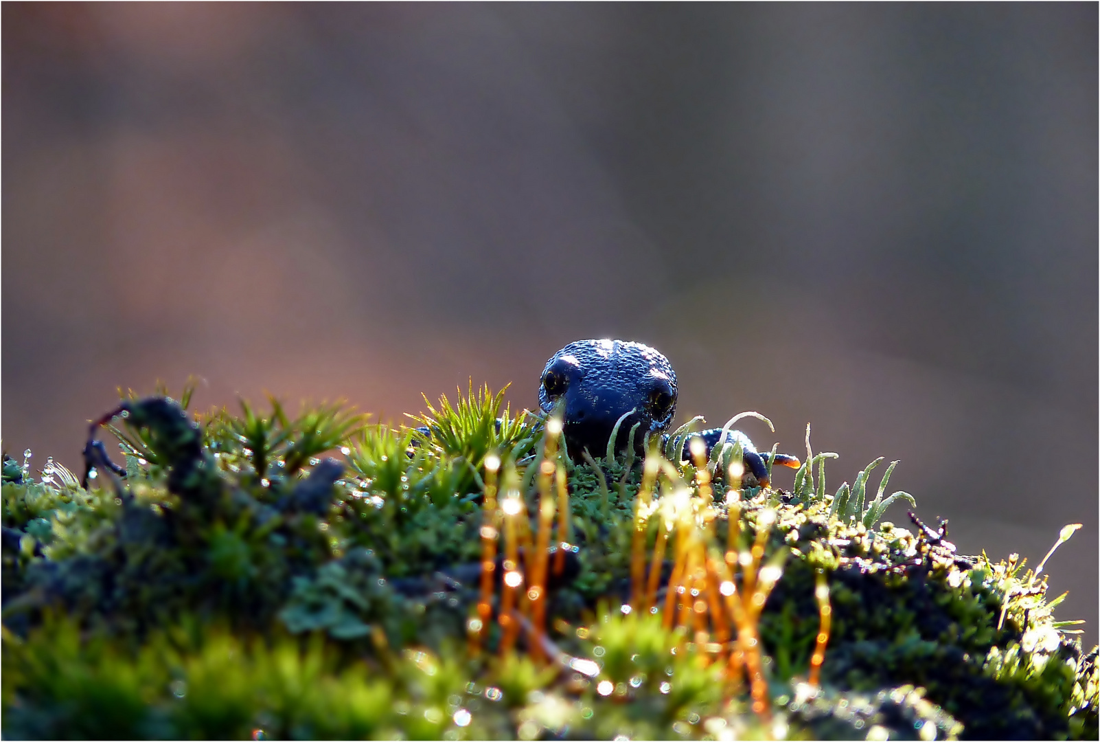 E T Nach Haus Telefonieren Foto Bild Tiere Wildlife