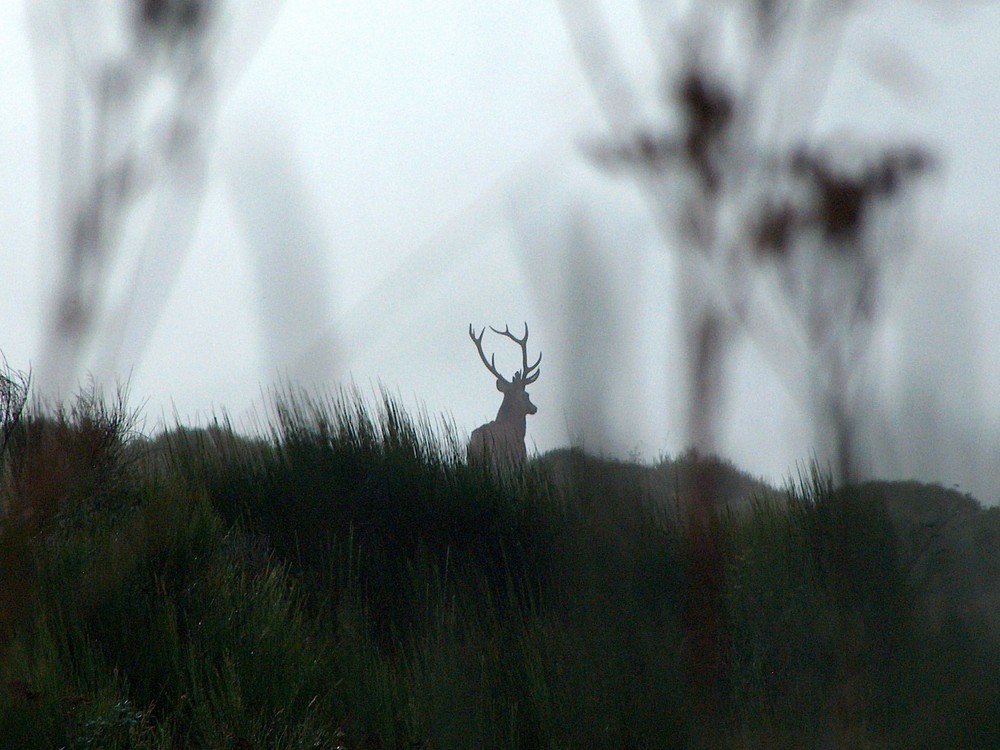 et par un jour de brouillard...