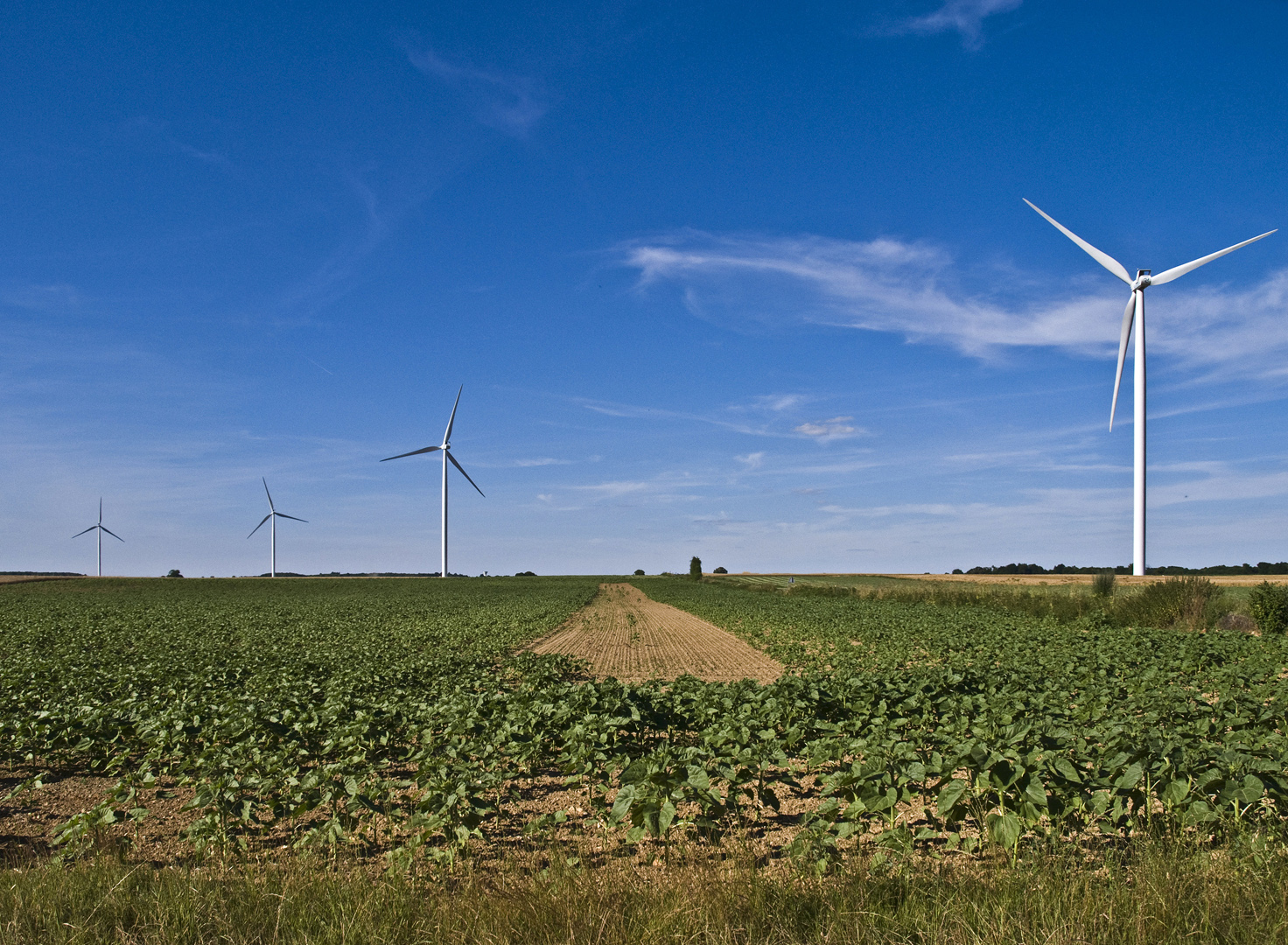 Et pendant ce temps-là, elles tournent… ! Eoliennes et champ de pommes de terre.