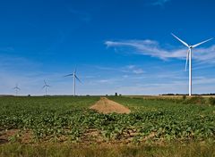 Et pendant ce temps-là, elles tournent… ! Eoliennes et champ de pommes de terre.