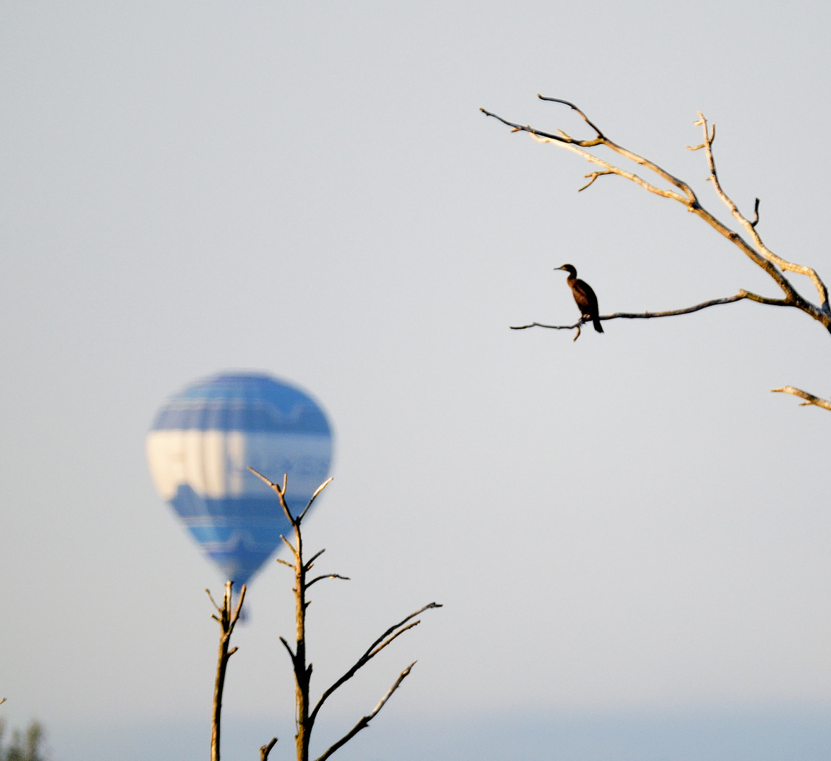 Et pour le Cormoran ? ... Ce sera un ballon !