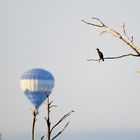 Et pour le Cormoran ? ... Ce sera un ballon !