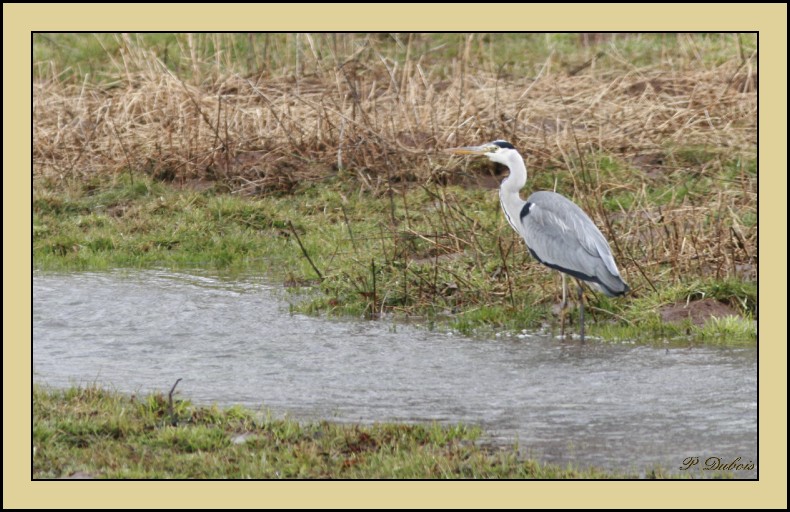 et rond dans l'eau