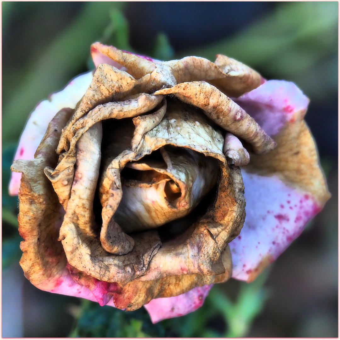 …et rose elle a vécu, ce que vivent les roses