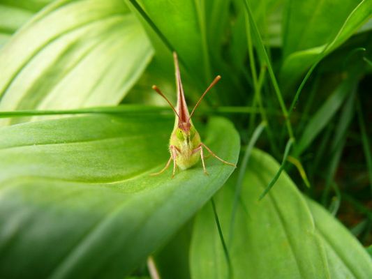 Et ses ailes étaient d'or