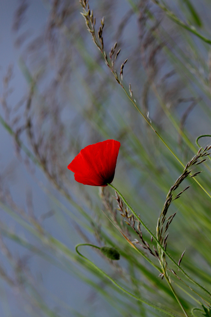 et souffle le vent.......