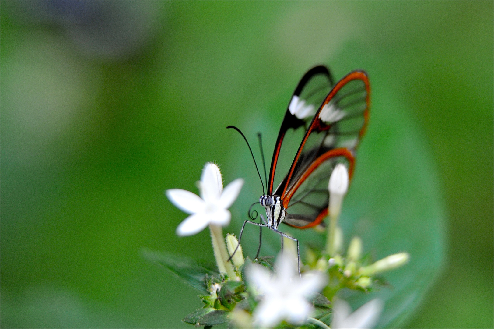 et tjs papillon