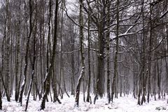 et tombe la neige