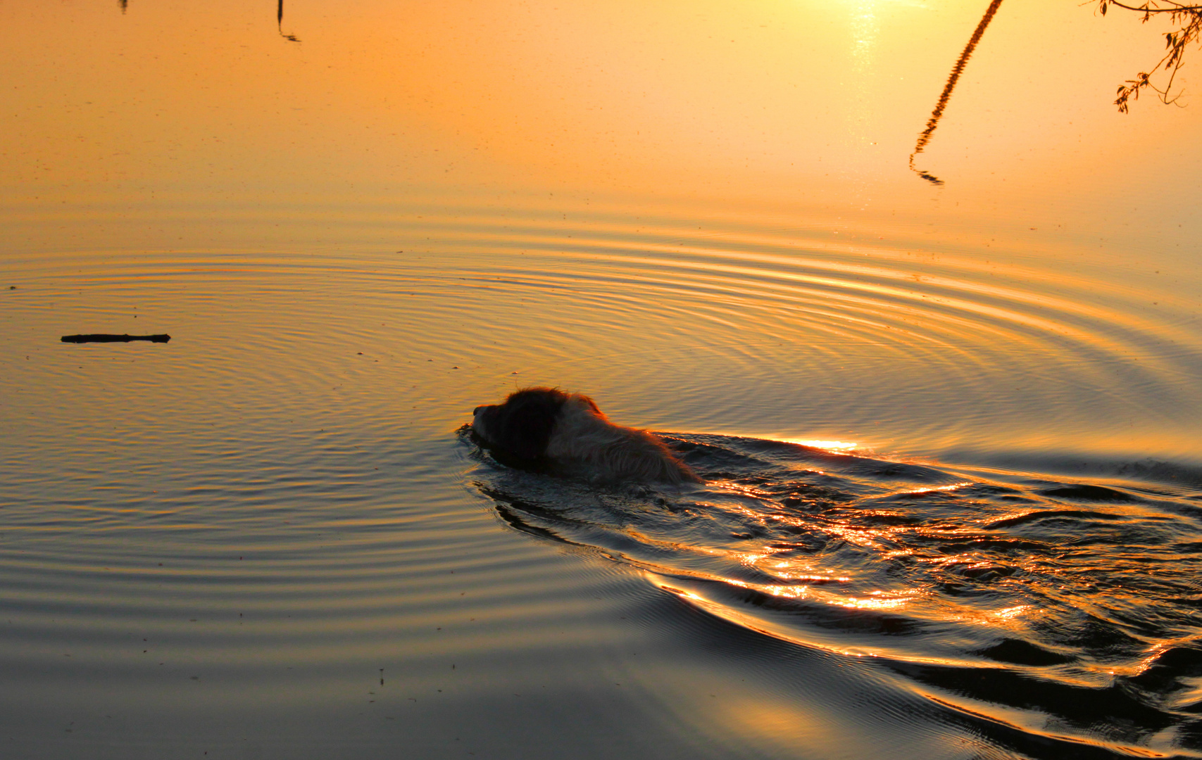 Et tous les cercles sur l'eau, de sorte que tous les cercles sur l'eau ...